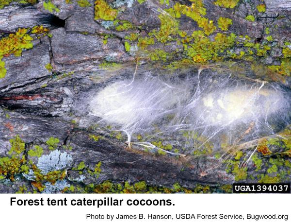 Forest tent caterpillar cocoons